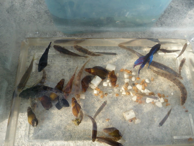 水換 魚を飼う